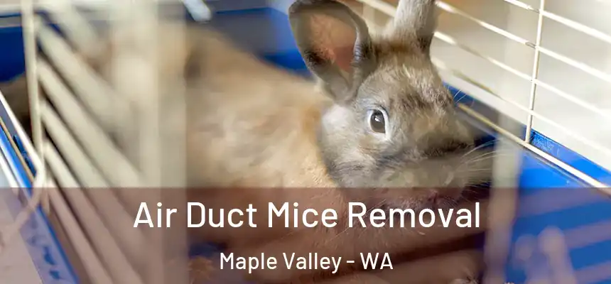  Air Duct Mice Removal Maple Valley - WA